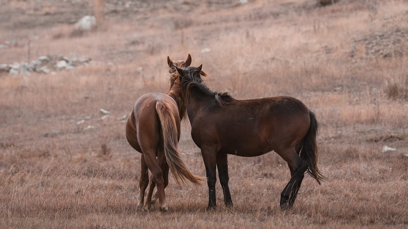 Untamed Beauty
